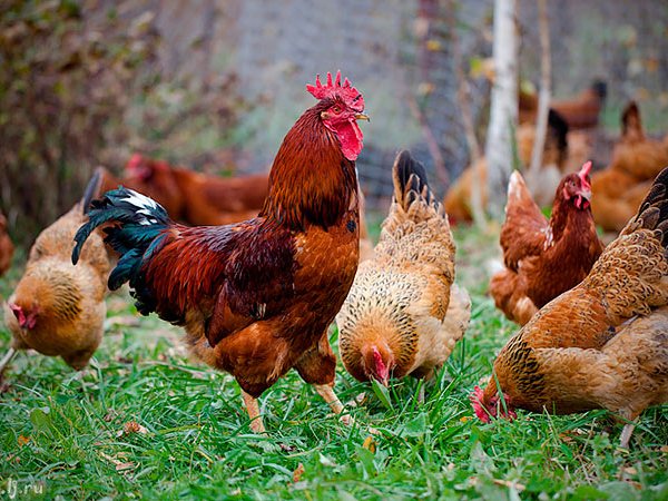 Породы куриц | ЗооТом - продажа, вязка и услуги для животных в Янауле