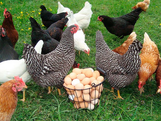 Содержание кур и уход за ними | ЗооТом - продажа, вязка и услуги для животных в Янауле