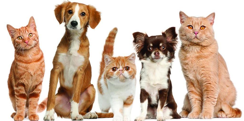Доска объявлений о животных | ЗооТом - продажа, вязка и услуги для животных в Янауле