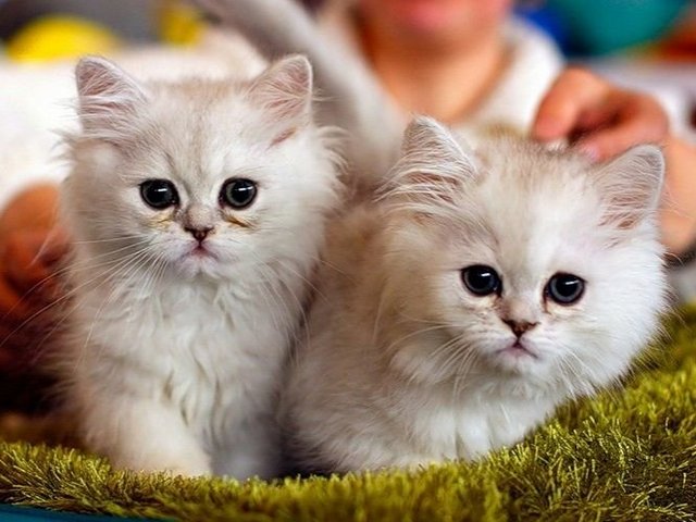 Породы кошек в Янауле | ЗооТом портал о животных