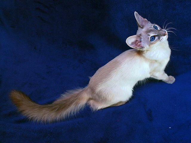 Выведенные породы кошек в Янауле | ЗооТом портал о животных