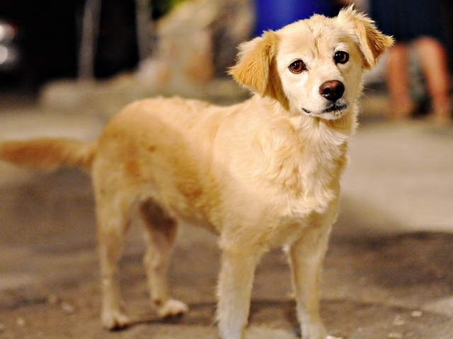 Породы собак в Янауле | ЗооТом портал о животных