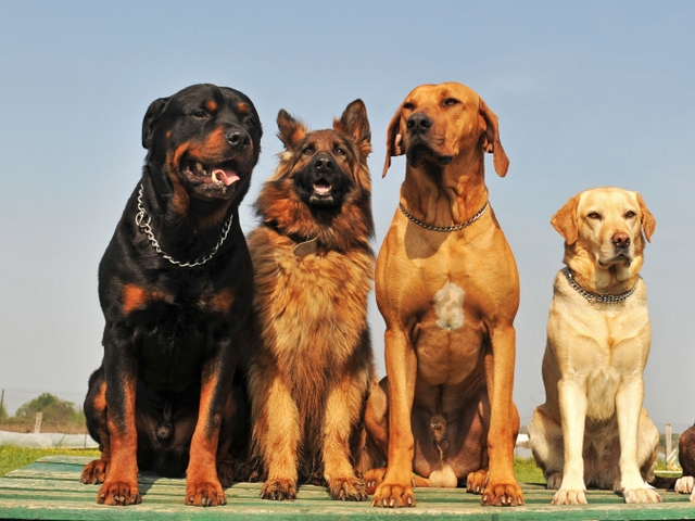 Крупные породы собак в Янауле | ЗооТом портал о животных