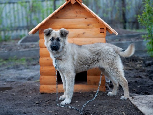 Все о собаках в Янауле Все о собаках в Янауле